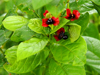 [Amid green oval leaves are black berries with some red short leaves or petals around each berry.]